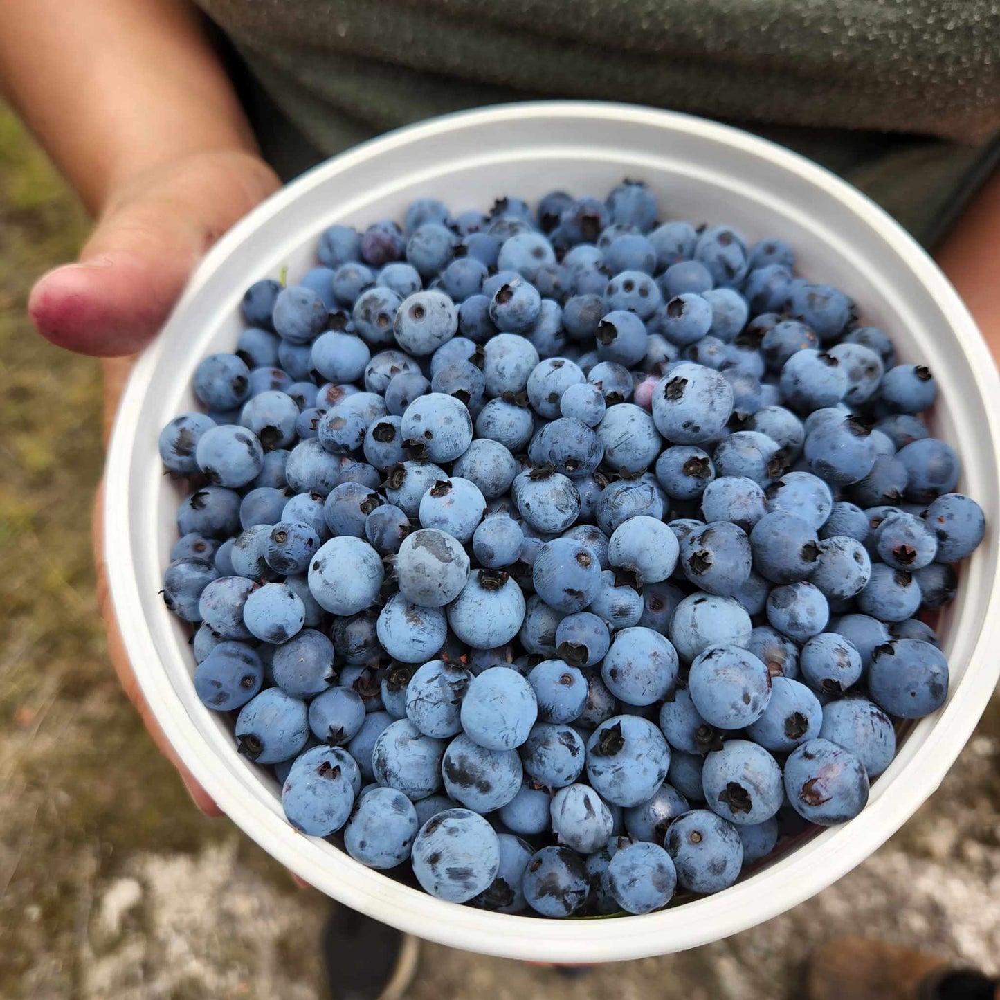 Gâteries "Crânes aux bleuets"